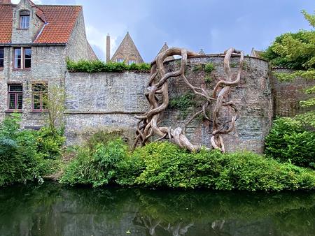 Brugge Baum